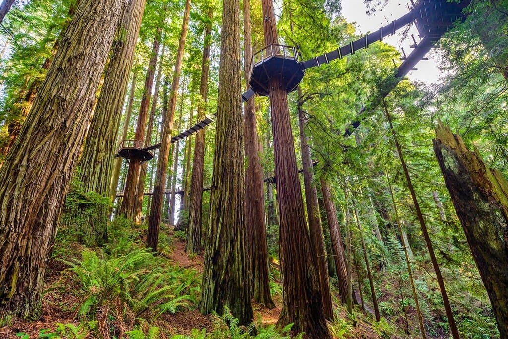 Sequoia Park Zoo and Redwood Sky Walk