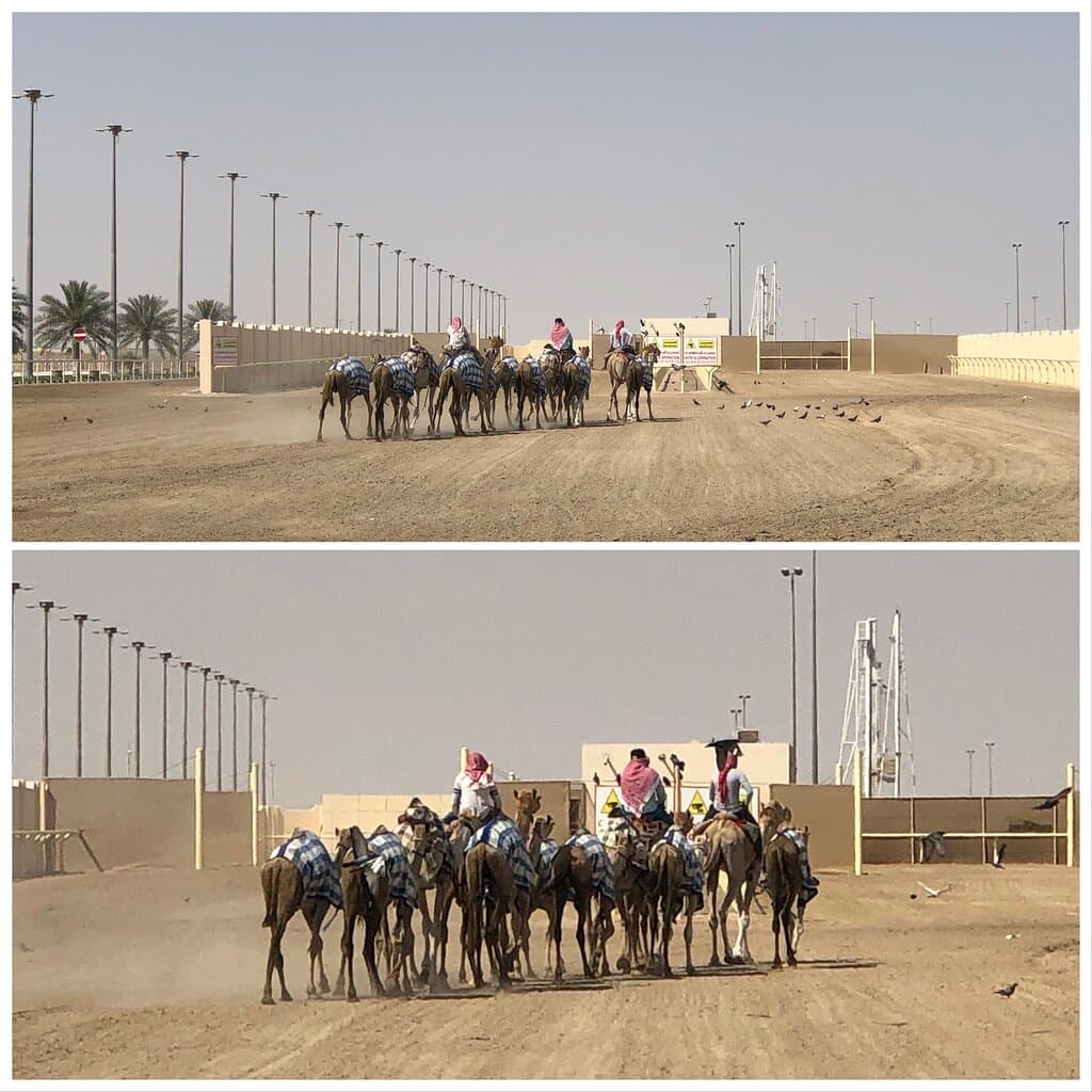 Al Shahaniya Camel Racetrack