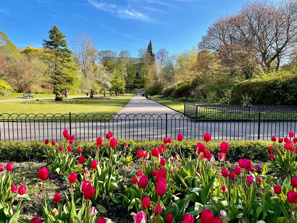 The tulips 🌷 are the only flowers presently blooming in the flower-beds, and very colourfully too. St. Machar cathedral spires in the background.