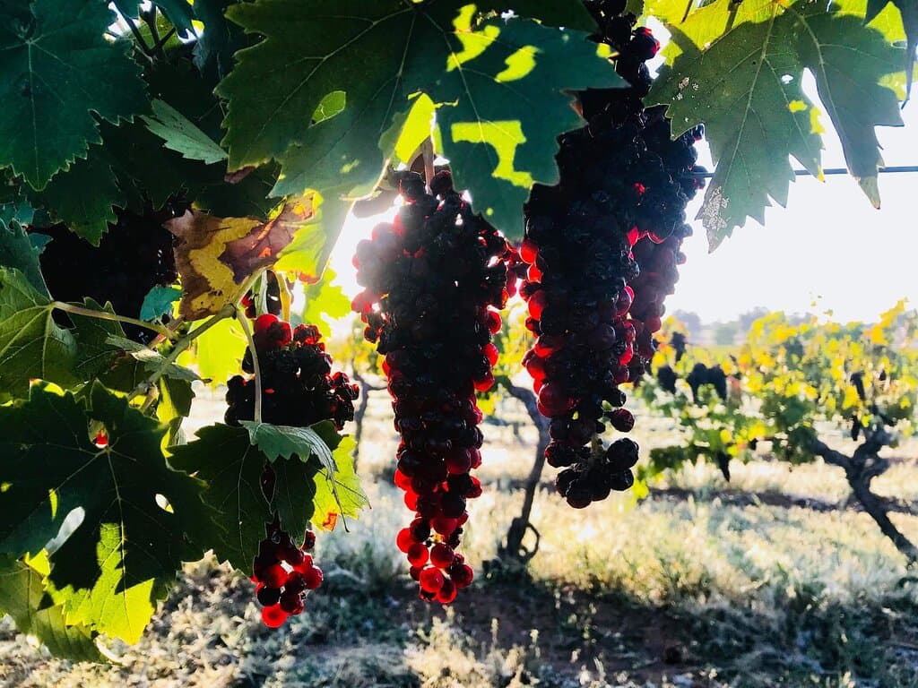 Muscat grapes