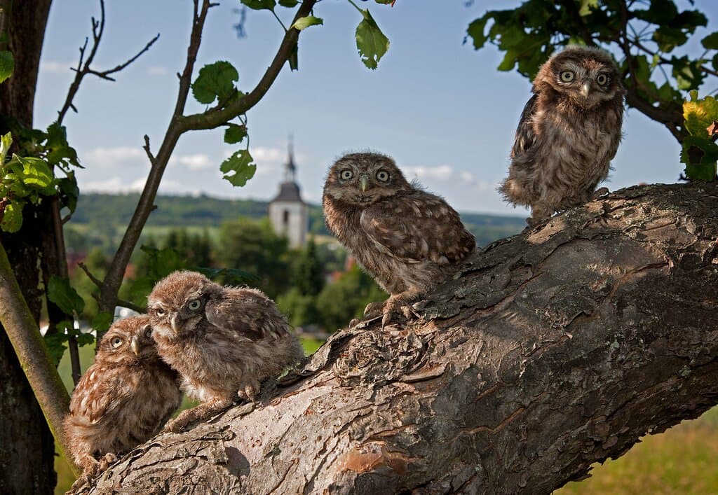 Jeden z najciekawszych rezerwatów biosfery UNESCO znajduje się w południowo-wschodniej części Kraju Saary, w Bliesgau. Zdjęcie ©TZ Saarland/Günter Kopp