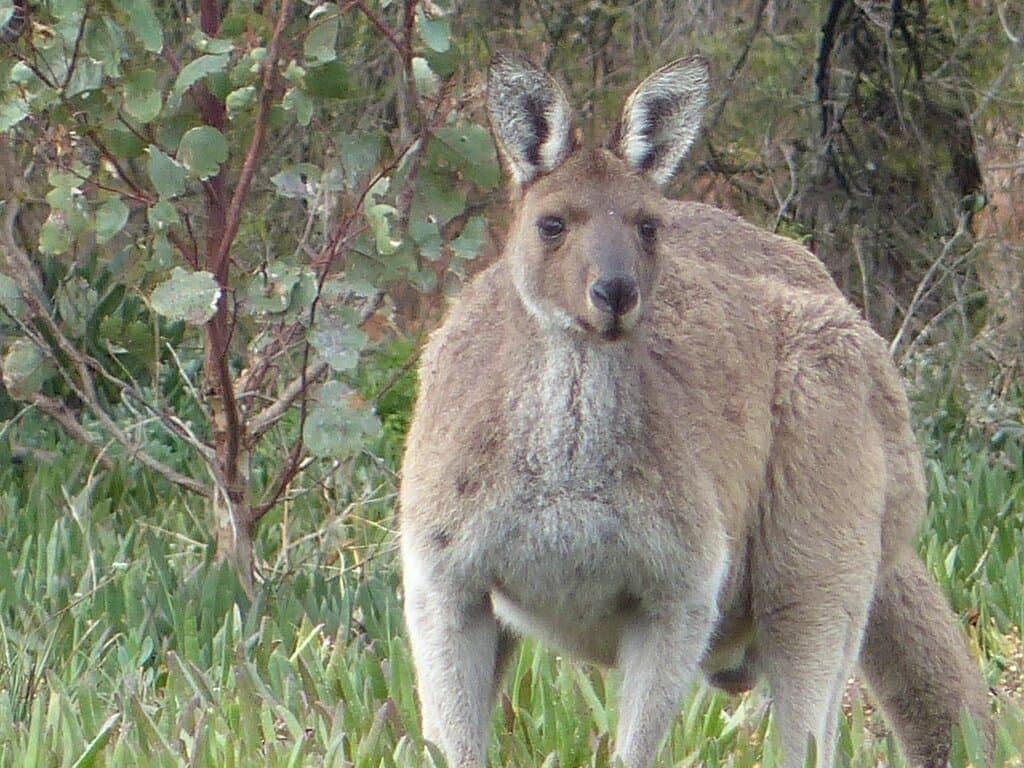 Western grey kangaroo (Macropus fuliginosus (
