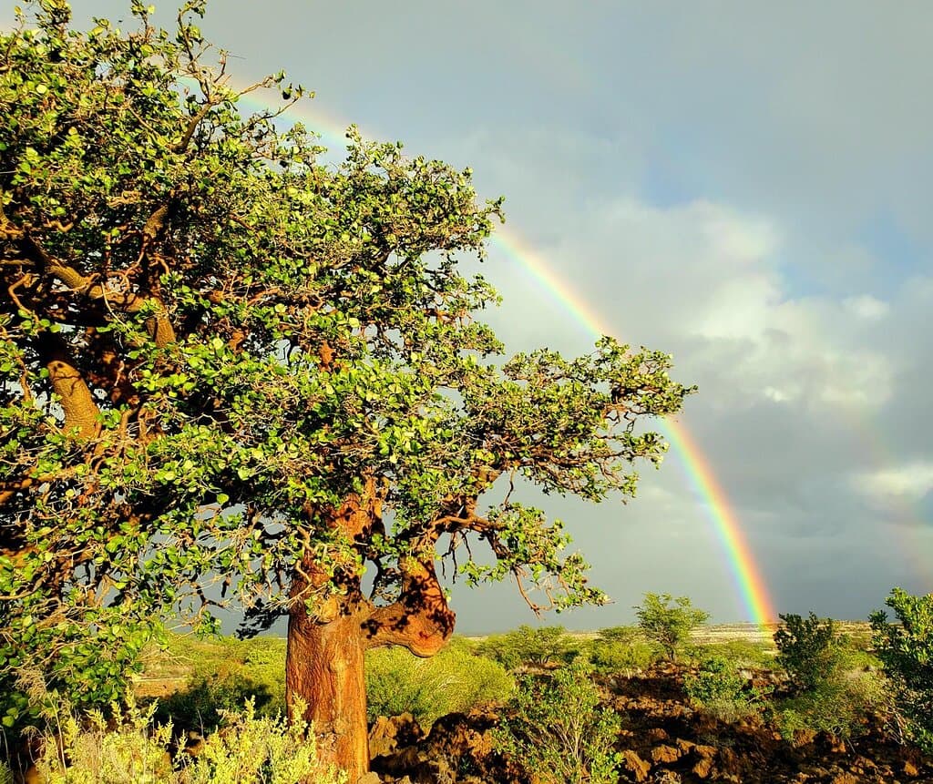 Native wiliwili tree