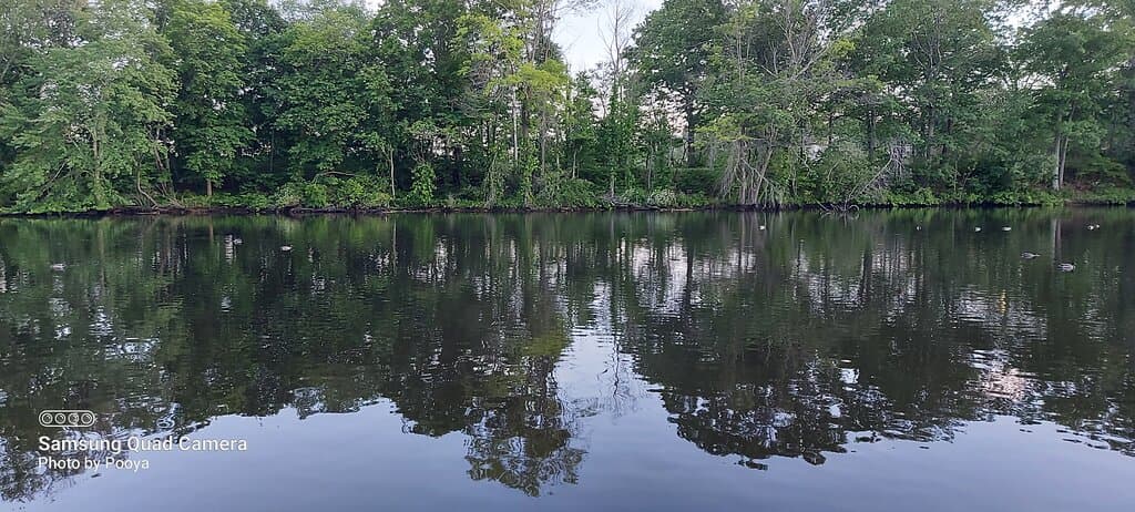 Duck pond, Edgewood Park
