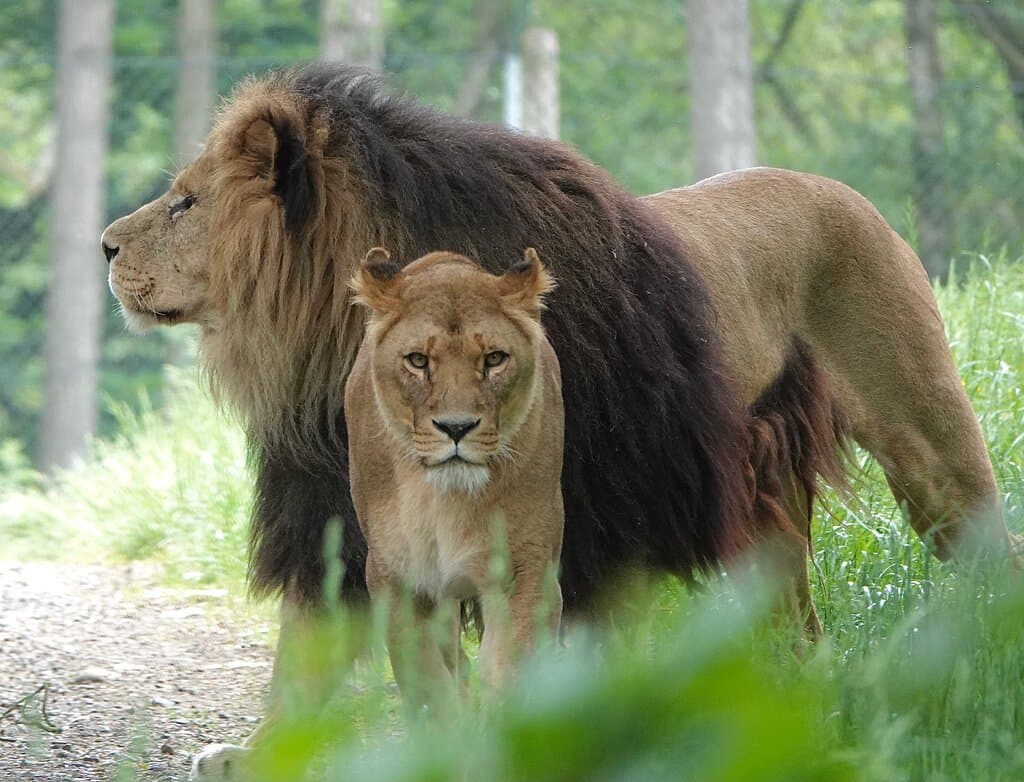 Lions at Knowsley
