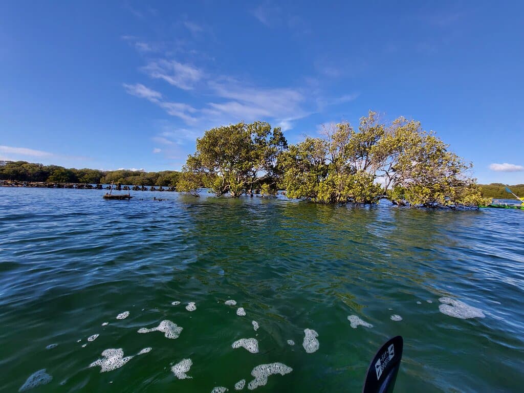 Port River Dolphin Sanctuary