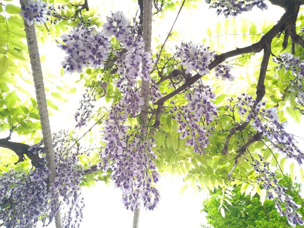リバーサイド中央公園：団地の中にある公園。藤が咲いていましたので、下から撮影してみました。