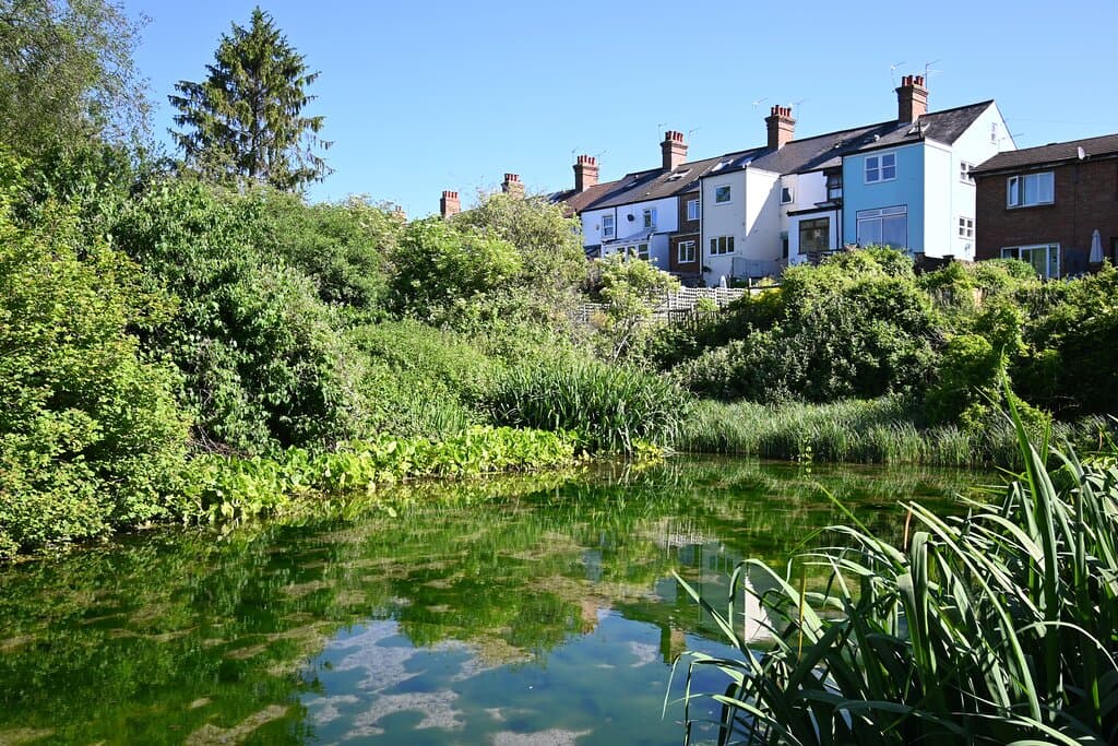 Watercress Nature Reserve, St Albans