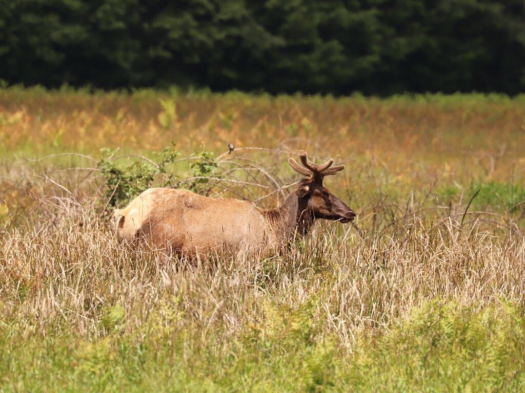 Prairie Creek Redwoods State Park Visitor Center￼