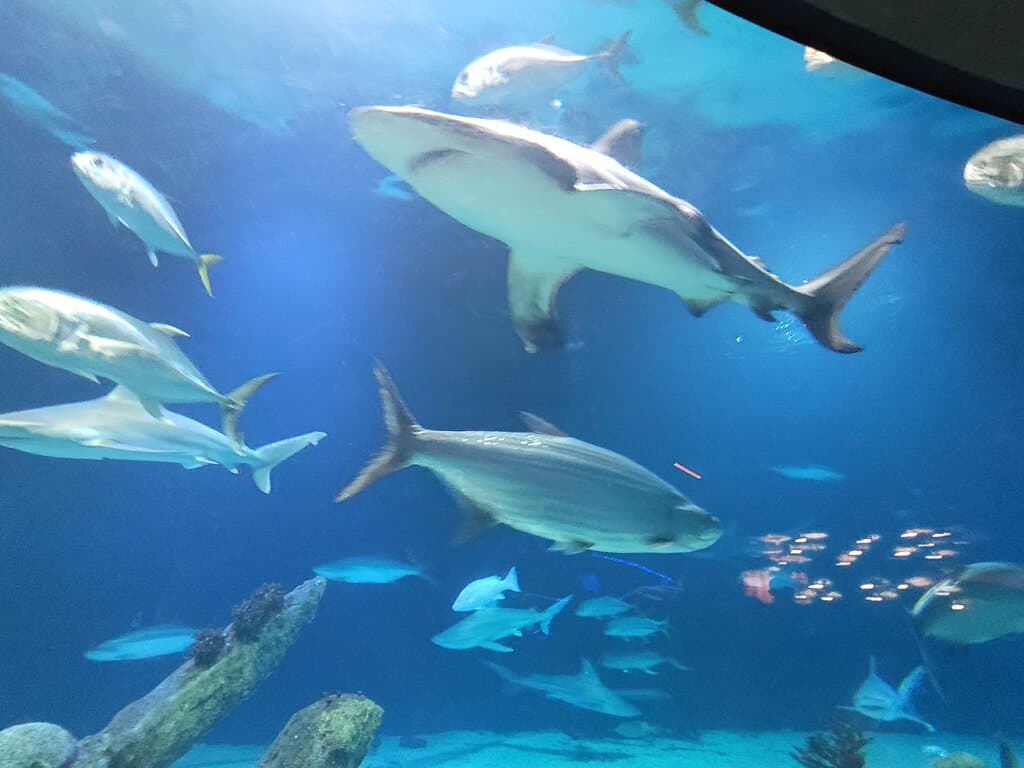 Albuquerque BioPark Botanic Garden