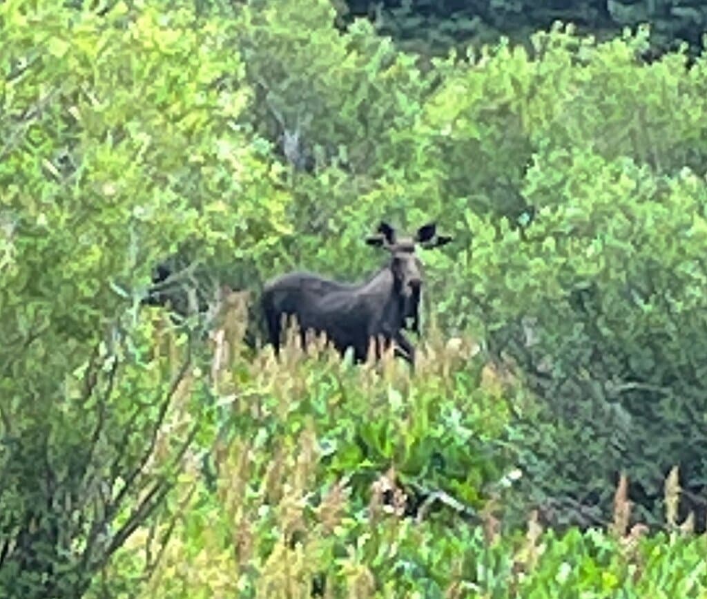 Young moose feeding in the marsh.