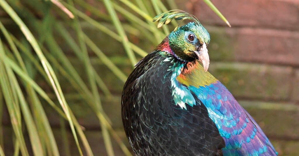 Beautiful birds 