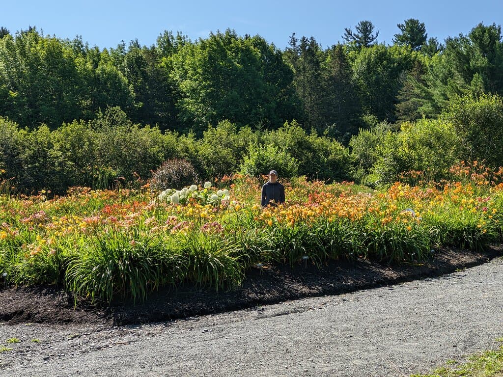 So many day lillies!