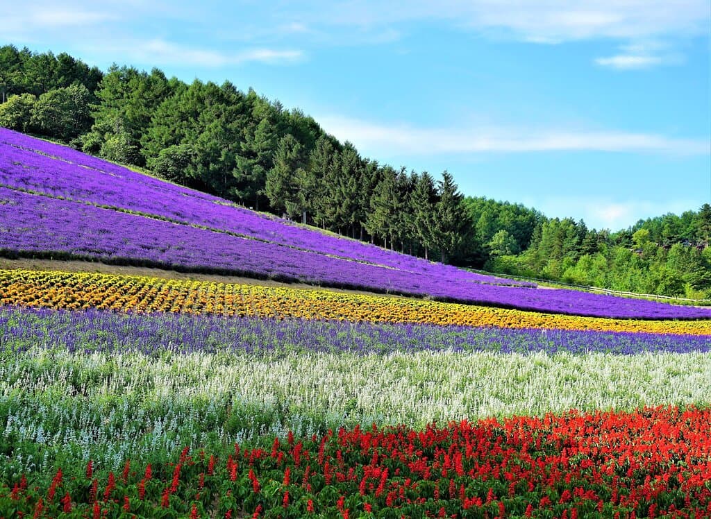 町営ラベンダー園～１