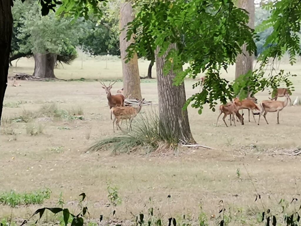 Bosco della Mesola Nature Reserve