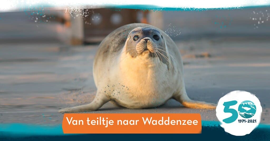 Zeehondencentrum Pieterburen bestaat 50 jaar! In 1971 werd de eerste zeehond opgevangen in Pieterburen. Lenie ‘t Hart verzorgde het dier in een teiltje in de achtertuin. Nu, 50 jaar later, is Zeehondencentrum Pieterburen uitgegroeid tot het grootste gespecialiseerde zeehondenziekenhuis van Europa.