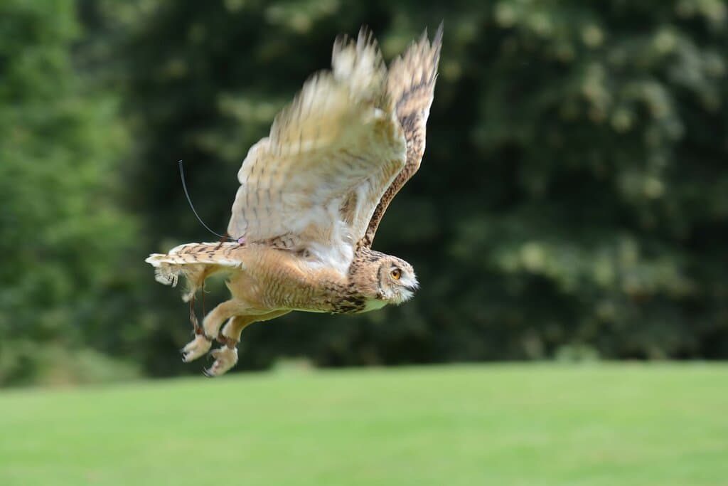 International Centre for Birds of Prey Newent