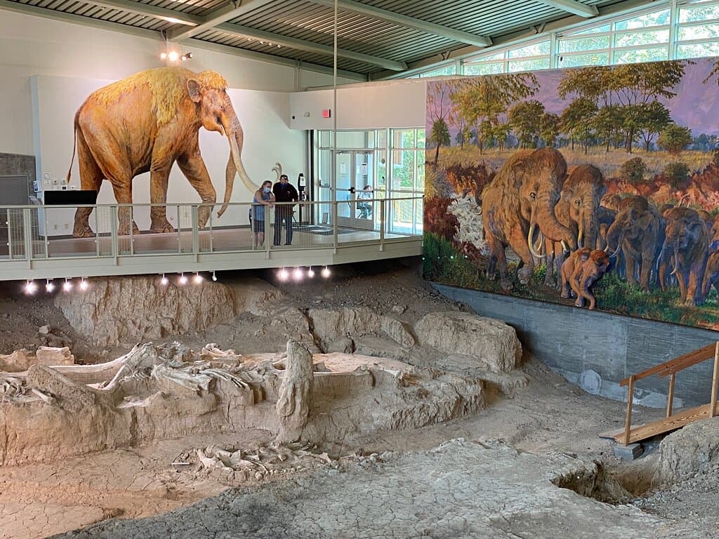 Very cool! Only $4 per person and a very short walk into the woods to see this amazing dig! Make sure you read each information sign about the dig. Just amazing that a CAMEL was also found with these 23 Mammoths, 18 were juveniles. This is a must see that only takes about 1 hour or less!
