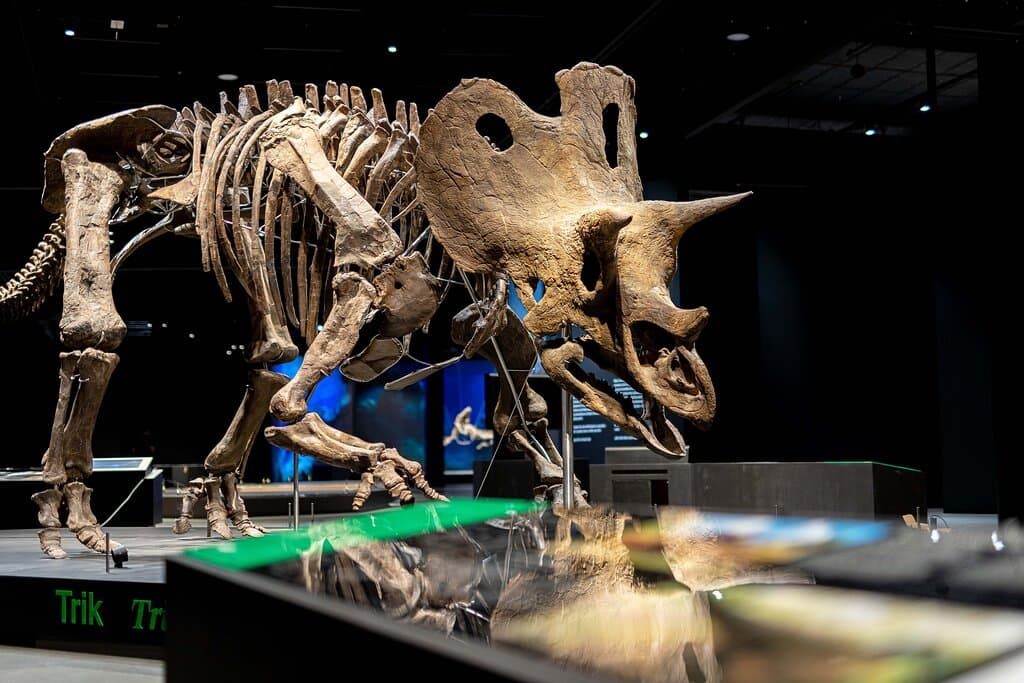 Originální kostry dinosaurů