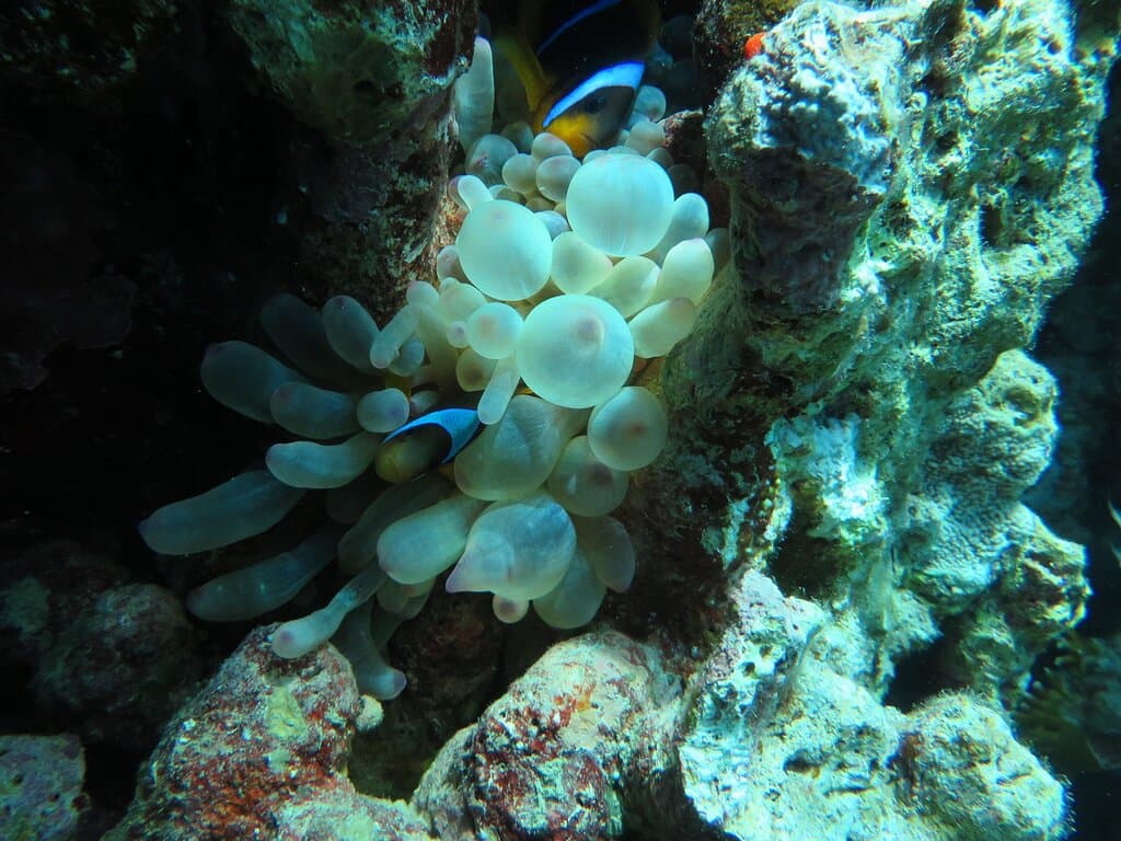 Seven Sisters Reef