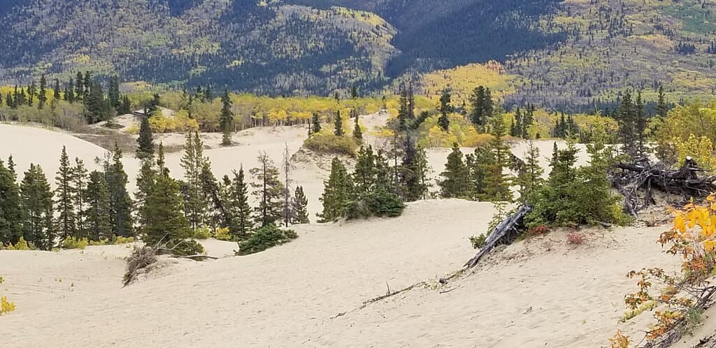 Carcross Desert