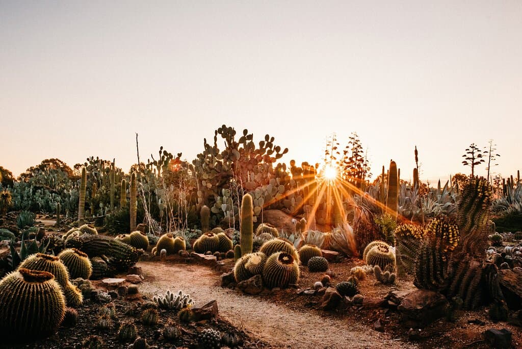 Cactus Country Strathmerton