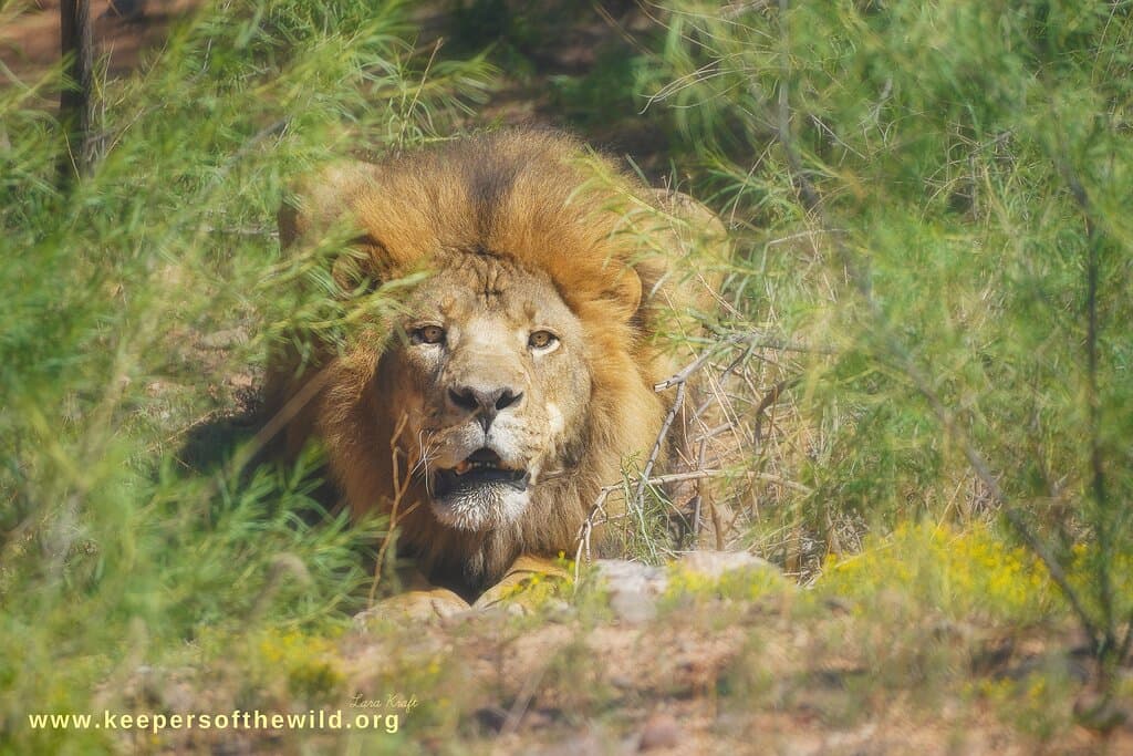Decara: African Lion