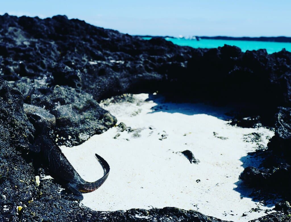Marine iguana using camouflage to escape hawk at Isa Sombrero Chino