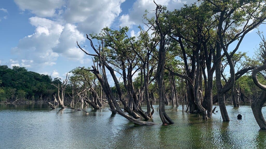 Tapajós National Forest