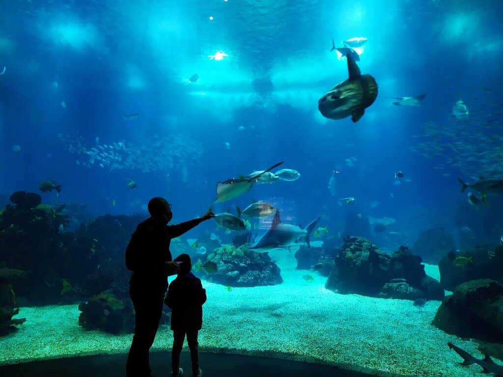 Oceanário Atlântico Sul