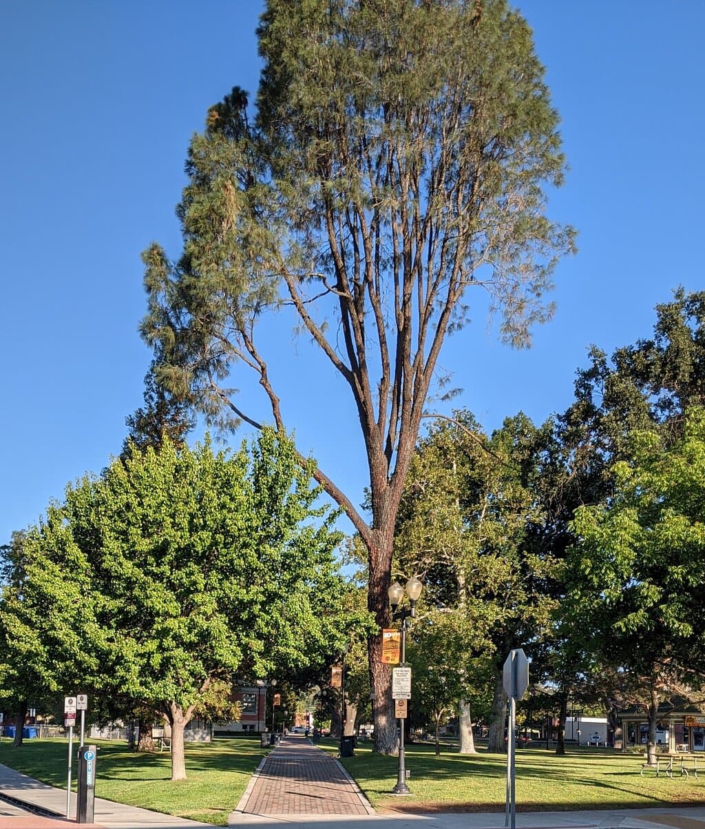Tall trees in City Park.