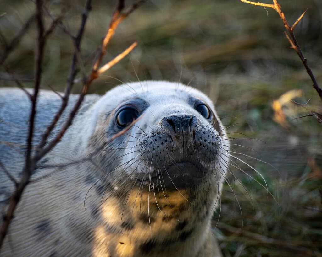 Donna Nook Nature Reserve