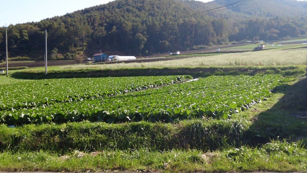 菅平〜嬬恋【ドライブ】川中島古戦場〜菅平高原〜鳥居峠〜愛妻の丘〜嬬恋村