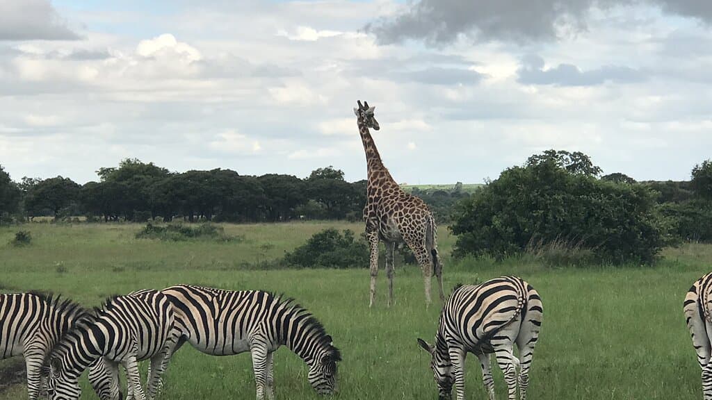 Haka Game Park