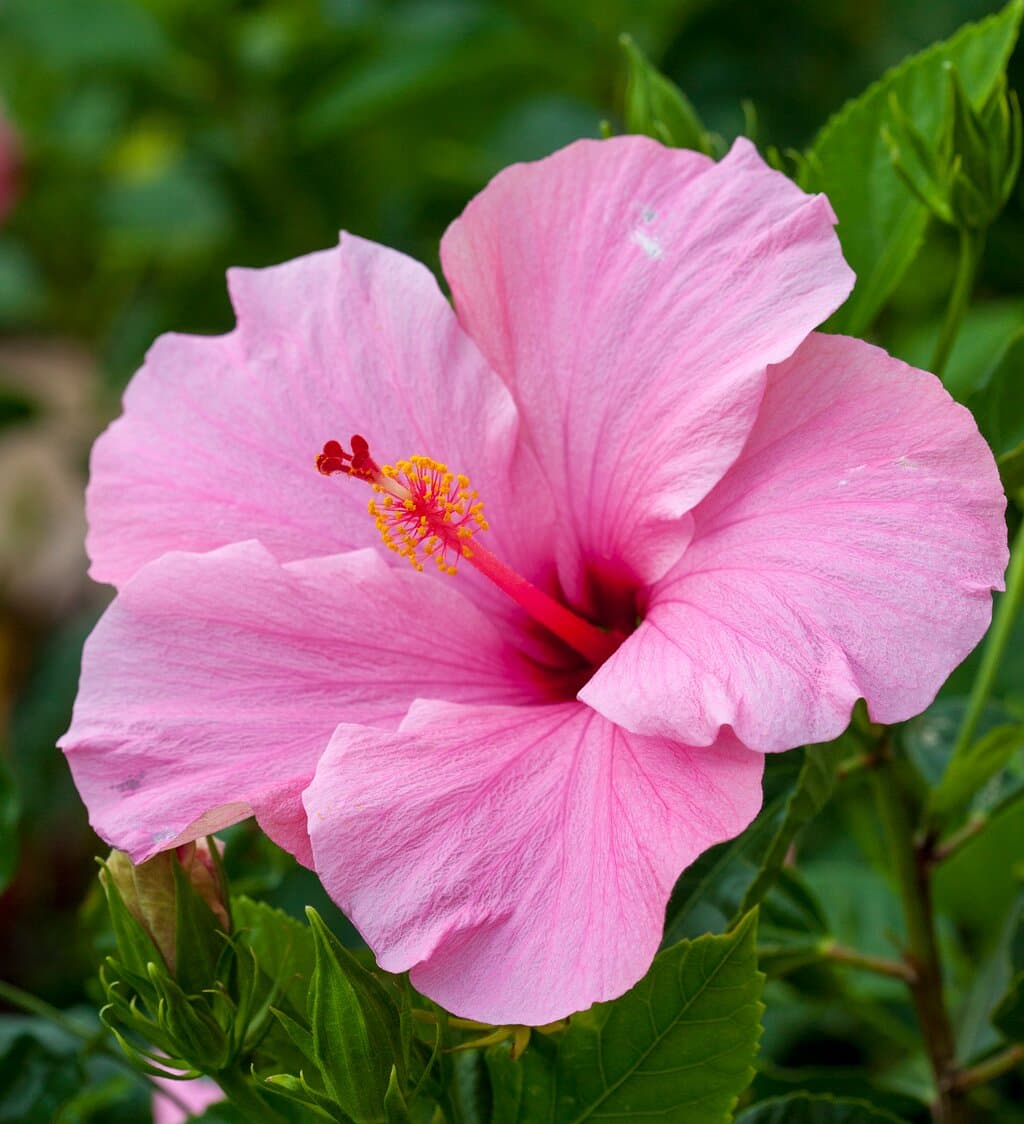 flower in spring