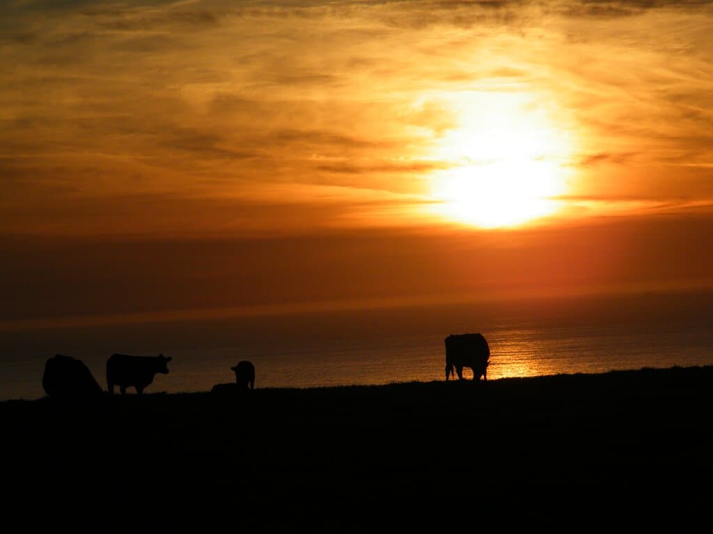 Sunset with the cows