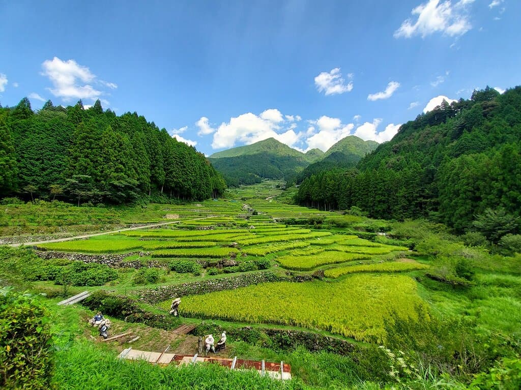 Yotsuya Senmaida Rice Terraces