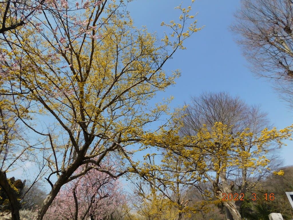 小仏関跡　景観一例　ｻﾝｼｭｳの木　2022年3月16日撮影　