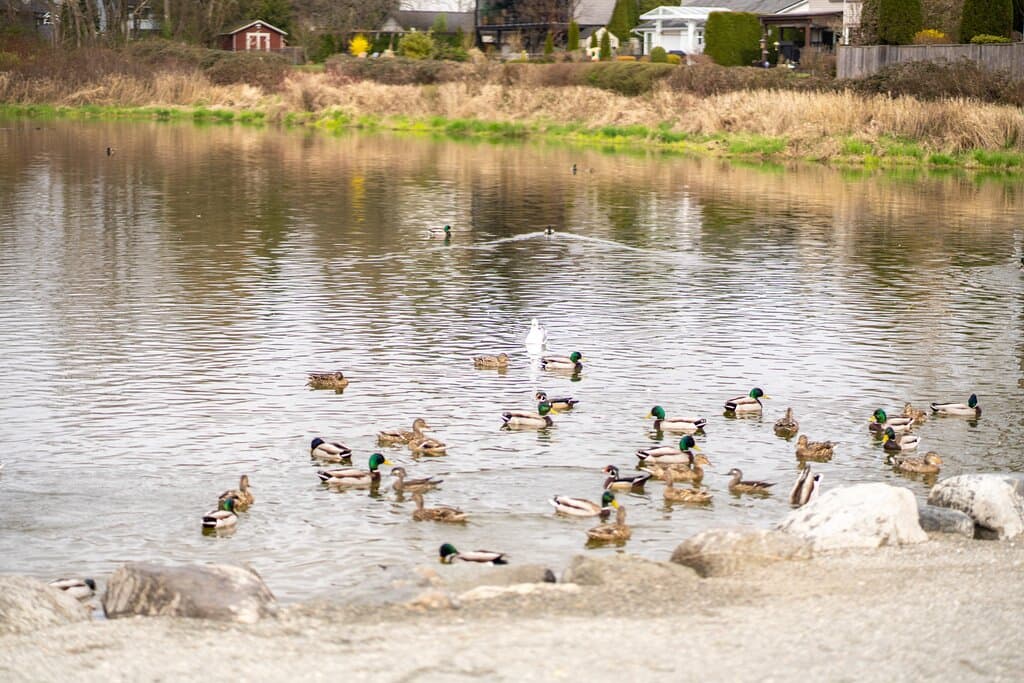 quackers