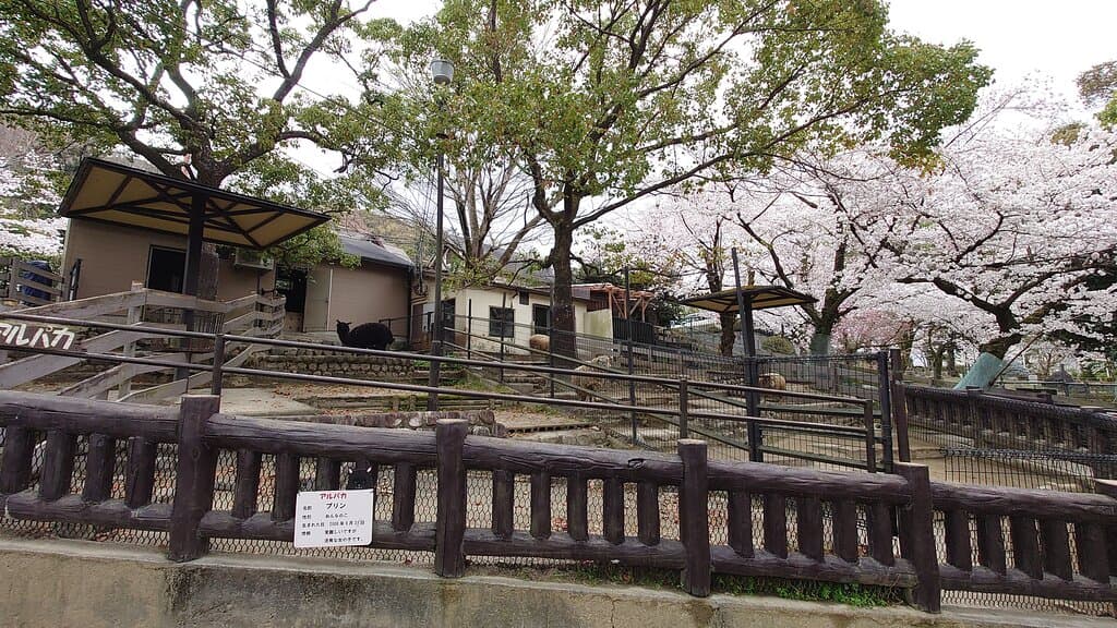 2022年3月　五月山動物園　アルパカと羊