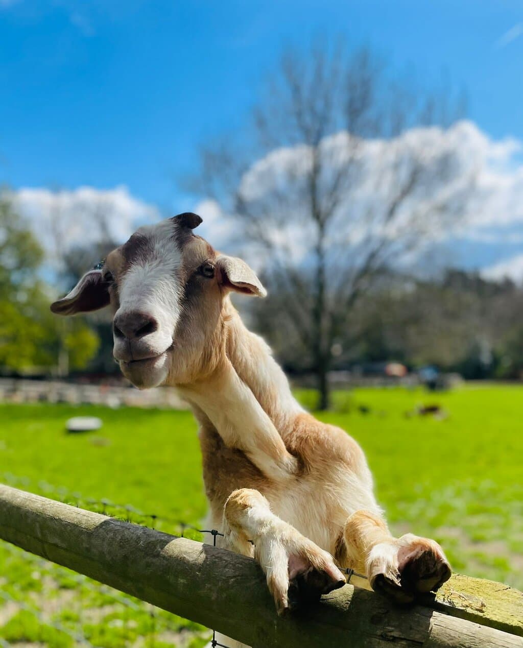 Buttercups Goat Sanctuary