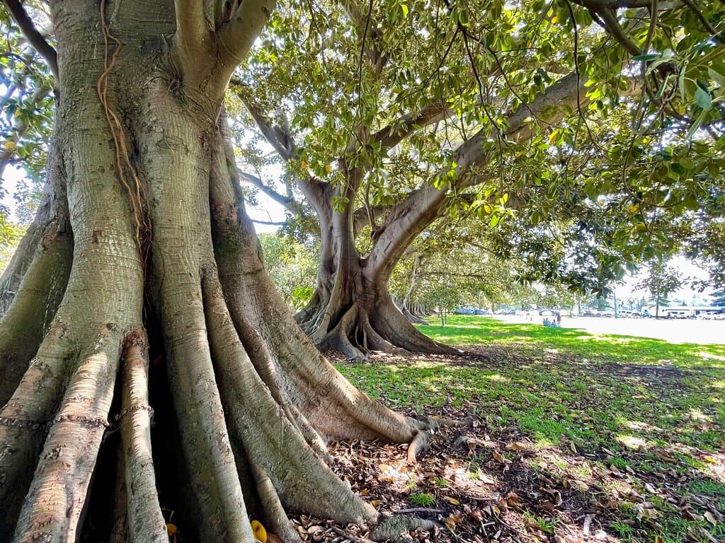Lyne Park is a large foreshore park,  just around the corner from Rose Bay Beach. It has  large grassed areas, shady trees and a path along the harbour waterfront. Some of the largest Moreton Bay figs and Port Jackson Figs are between 80 - 100 years old. 