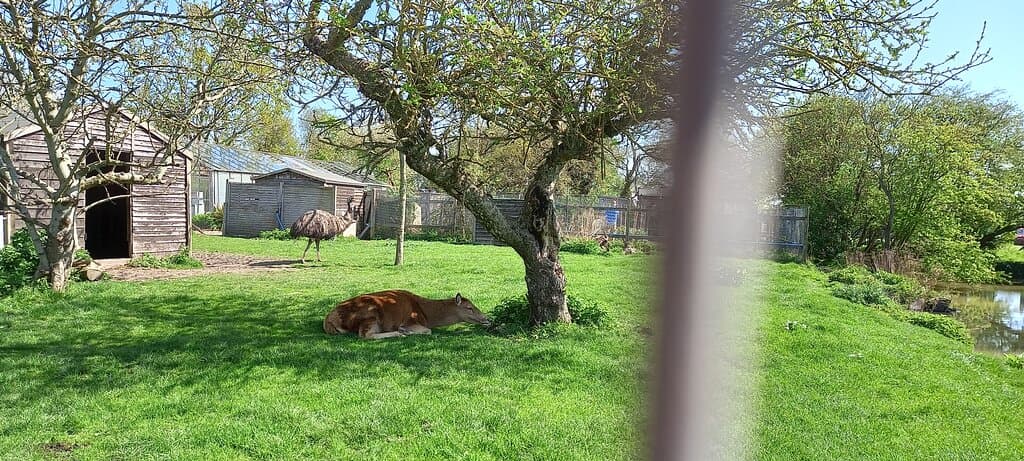 Red deer