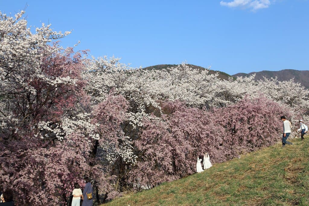 弘法山の桜