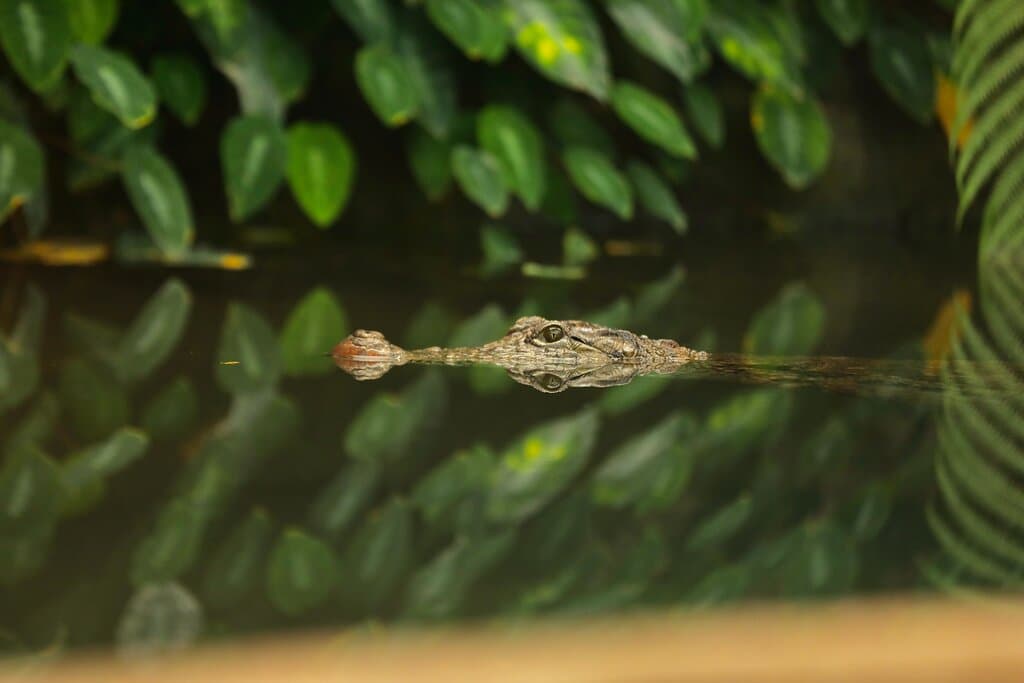 Crocodile d'Afrique de l'Ouest
