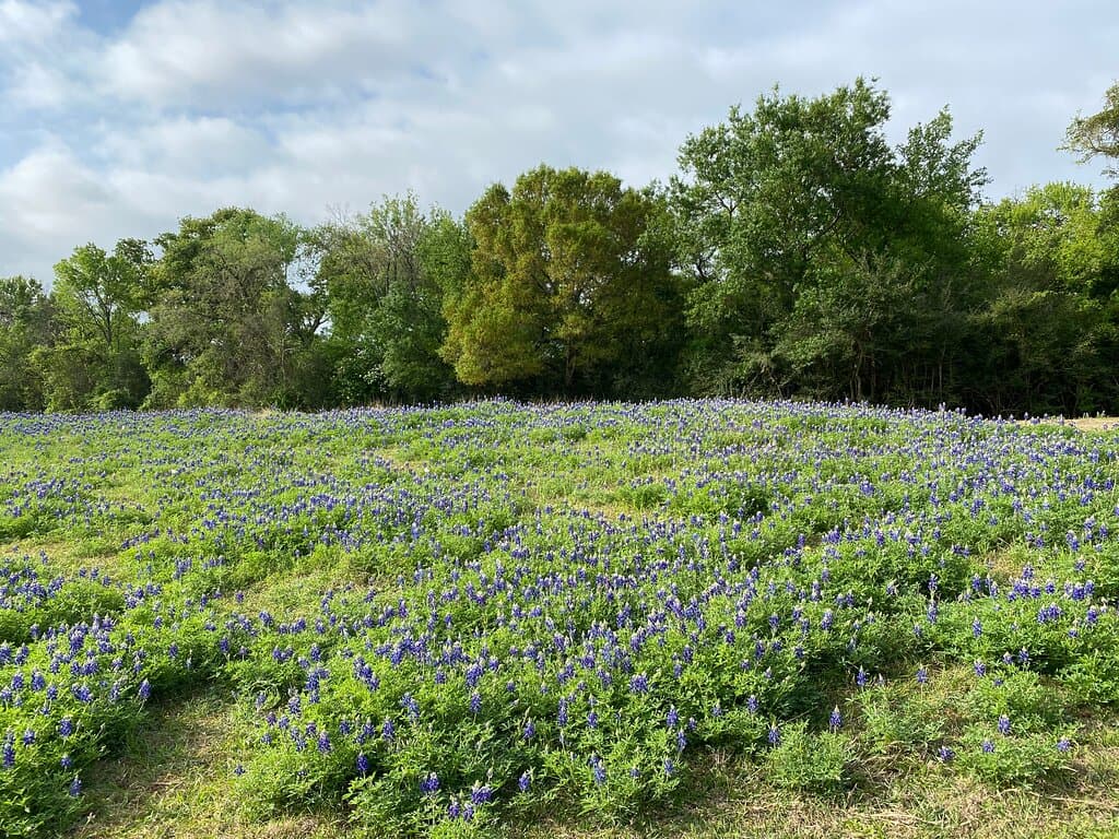 Beautiful Fields of Bluebonnets