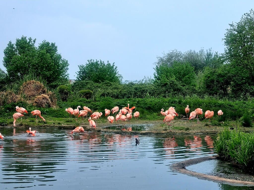 WWT