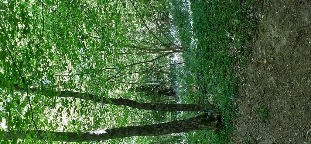 Selsdon Woods in the spring