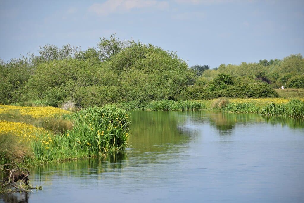 Staines Moor in the spring