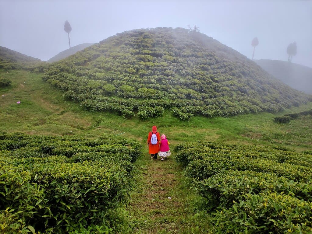 Gopal Dhara Tea Estate Darjeeling